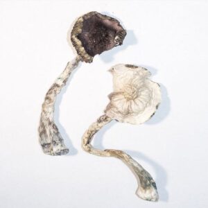 ALBINO A+ MAGIC MUSHROOMS