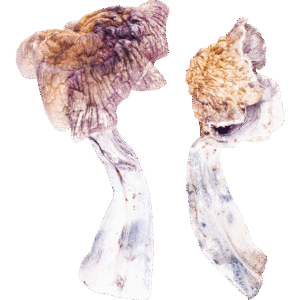 Z-Strain Mushroom