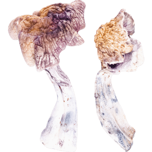Z-Strain Mushroom